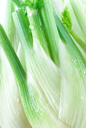 Fresh organic fennel close up.の写真素材