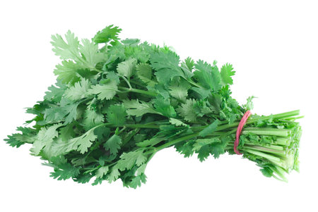 A bunch cilantro on white background.の写真素材