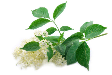 Elder flower branch on white background.の写真素材