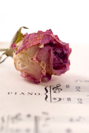 Waltz musical notes with a dry rose.の写真素材