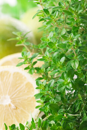 Fresh lemon-scented thyme with lemons in the background.の写真素材