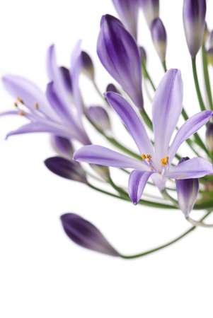 African lily flower close up on white background.の写真素材