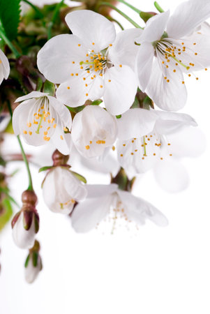 Cherry flowers on a tree.の写真素材