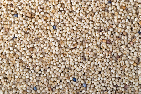 White poppy seeds background close up full frame.の写真素材