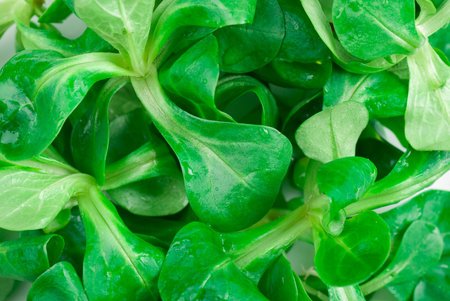 Fresh corn salad close up background.の写真素材