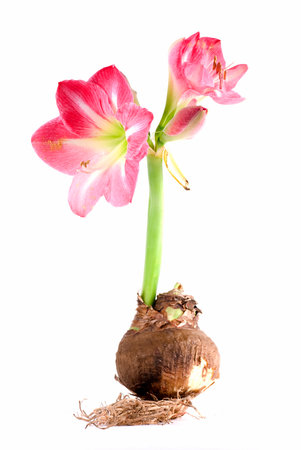 Pink amaryllis flower with corm.の写真素材
