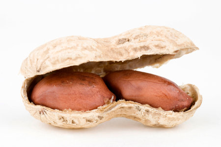 Single opened peanut close up.