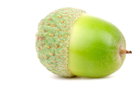 Acorn close up on white background.の写真素材