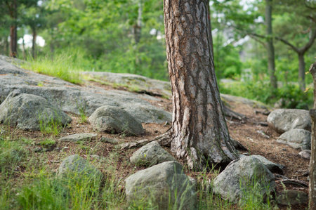 Pine trunk in the forest.の写真素材