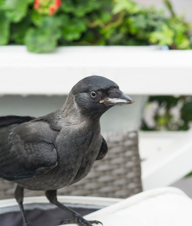 Curious (and hungry) jackdaw keeps us company  at the coffee table.
