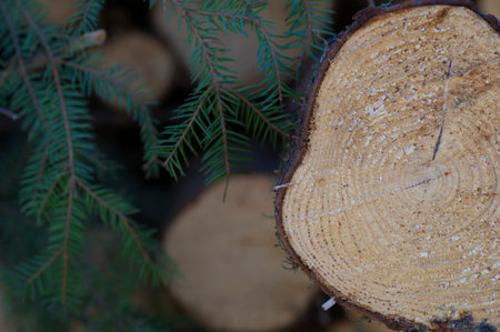 Timber in the forest.の写真素材