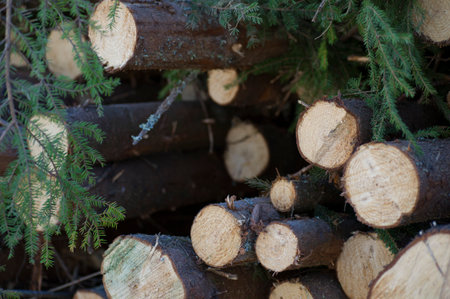 Timber in the forest.