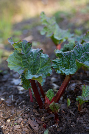 Rhubarb plant that just came up.の写真素材