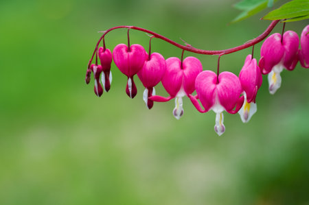 Bleeding Heart flower plantの写真素材