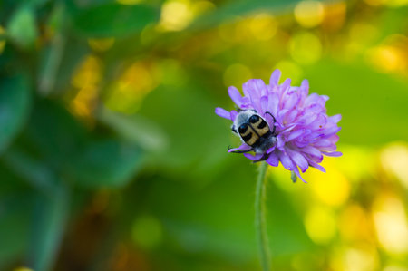 An insect sucking nectar from a flower.の写真素材
