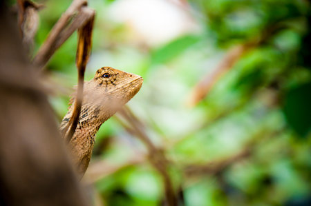 Lizardの写真素材