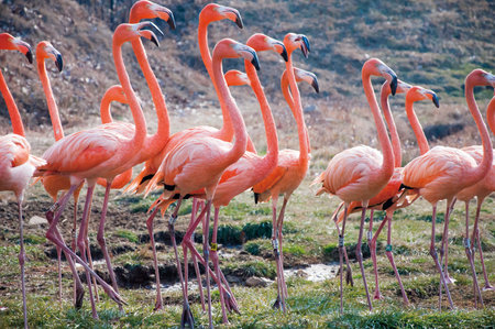 Pink Flamingoのeditorial素材