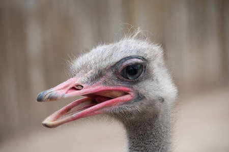 Ostrich headの写真素材