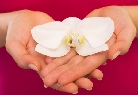 Close up of a woman hand holding an orchidの写真素材