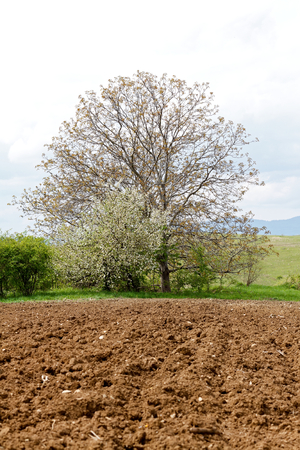 Beautiful picture of a tree and a fieldの写真素材
