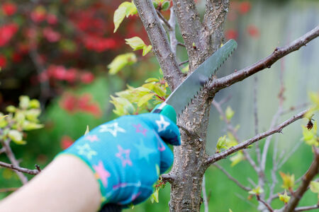 Picture of pruning plants in the gardenの写真素材