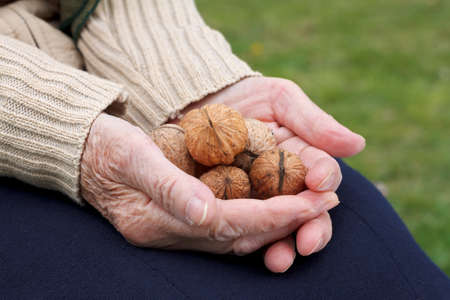Close up of an elderly hand holding walnutsの写真素材