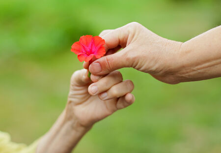 Woman hand giving a red flower to an elderly ladyの写真素材