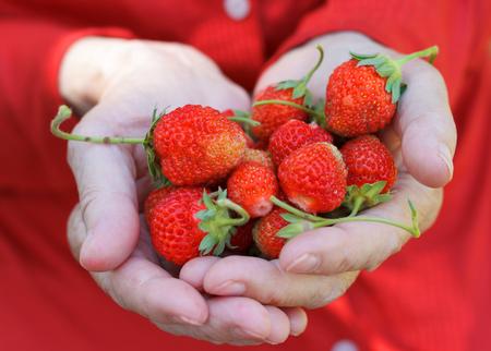 Elderly woman hand holding delicious red strawberriesの写真素材
