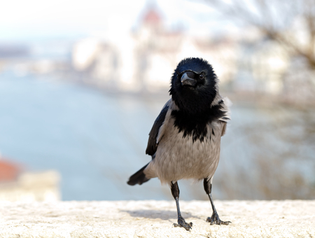Picture of a beautiful young crowの写真素材