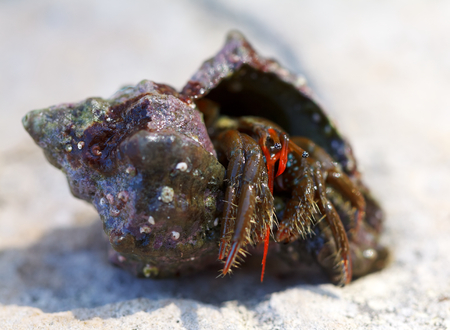 Photo of a empty seashell carried by the hermit crabの写真素材