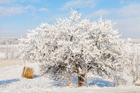 Picture of a beautiful winter day in countrysideの写真素材
