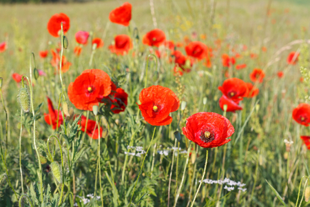 Picture of a beautiful red poppies in the meadow on summertimeの写真素材