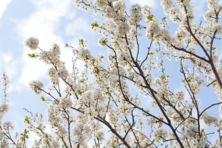 Picture of beautiful spring blossom and the blue sky - apple trees in the gardenの写真素材