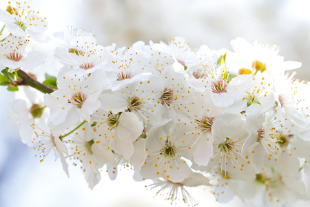 Close up picture of beautiful spring blossom - blooming apple trees in the garden outdoorの写真素材