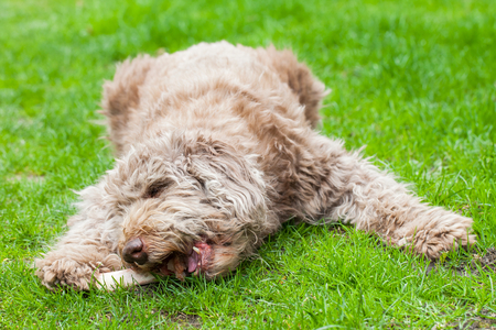 Picture of an old domesticated dog eating a tasty bone outdoor in the grassの写真素材