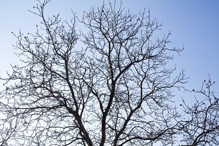 Scenic picture of dry trees and sky on transilvanian countryside at springtimeの写真素材
