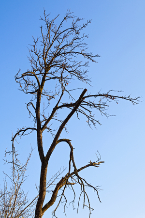 Scenic picture of dry trees and sky on transilvanian countryside at springtimeの写真素材