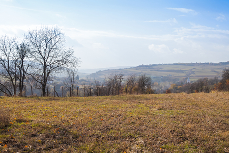 Scenic picture of dry trees and sky on transilvanian countryside at springtimeの写真素材
