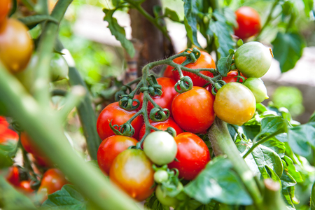 Close up picture of ripe delicious tomatoes cultivated in the garden ready to harvestの写真素材