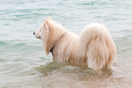 Picture of a cute white chow chow dog bathing in the seaの写真素材