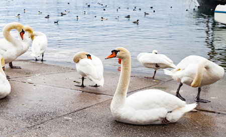 White swans by Lake Geneva's waterside, on teh asphalt in Lausanne cityの写真素材