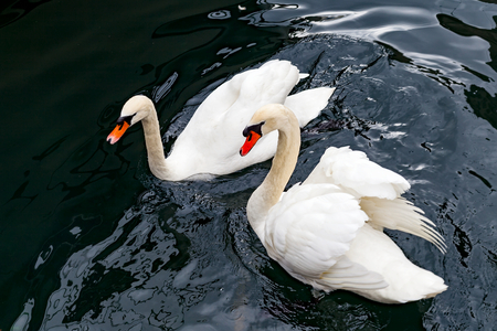 Graceful white swans swimming in Lake Geneva, in Lausanne city harborの写真素材