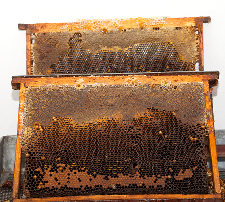 Close up picture of bee on a honeycomb filled with fresh acacia honey & organic beeswax
