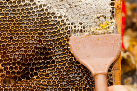 Close up picture of beekeeper harvesting fresh honey from honeycombの写真素材