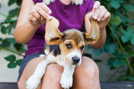 Young woman playing with her cute beagle doggy, holding his big earsの写真素材