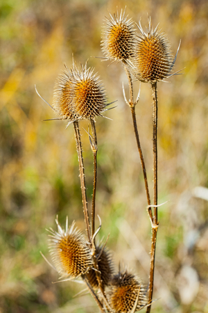 Macro picture of a milk thistle plant in autumnの写真素材
