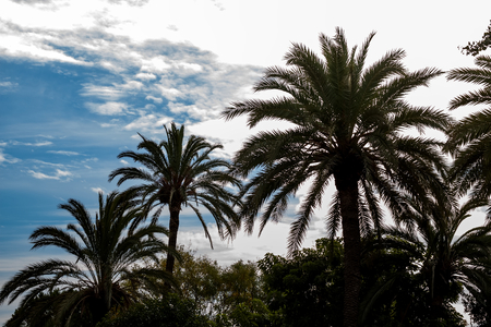 Close up picture of palm tree branches against cloudy sky. Mediterranean climate