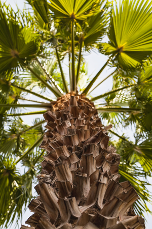 Close up picture of palm tree branches against bright blue sky. Mediterranean climateの写真素材