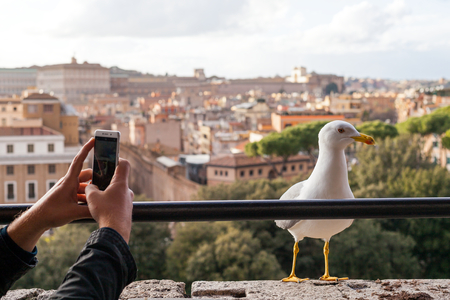 Tourist taking a picture with cell phone of a white seagull and beautiful panorama of Rome Old Town, Italyの写真素材