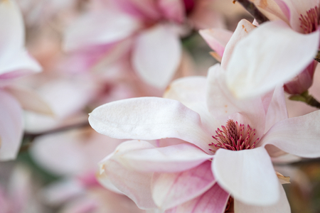Macro lens close up picture of a gorgeous bright magnolia tree on spring time - fragile white petalsの写真素材